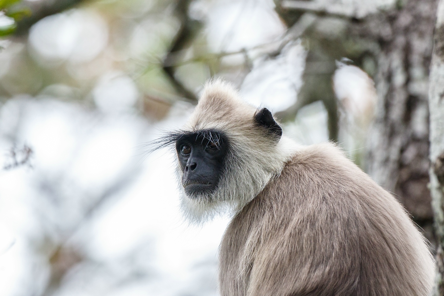 Südlicher Hanuman-Langur